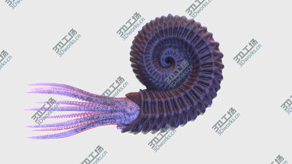 images/goods_img/20210312/Ammonite model/2.jpg